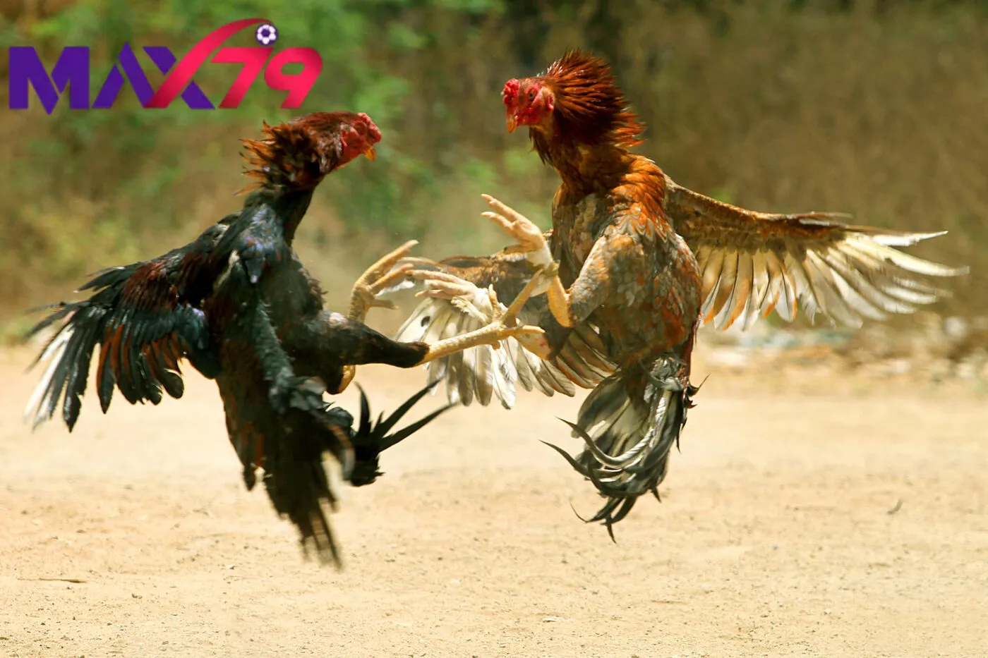 Tổng quan về đá gà max79