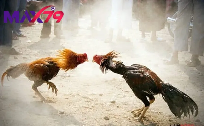 Kinh nghiệm từ cao thủ lâu năm