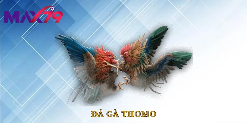 Đá gà thomo rất dễ tiếp cận