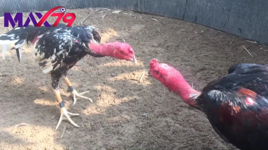 Tổng quan về đá gà trọi max79