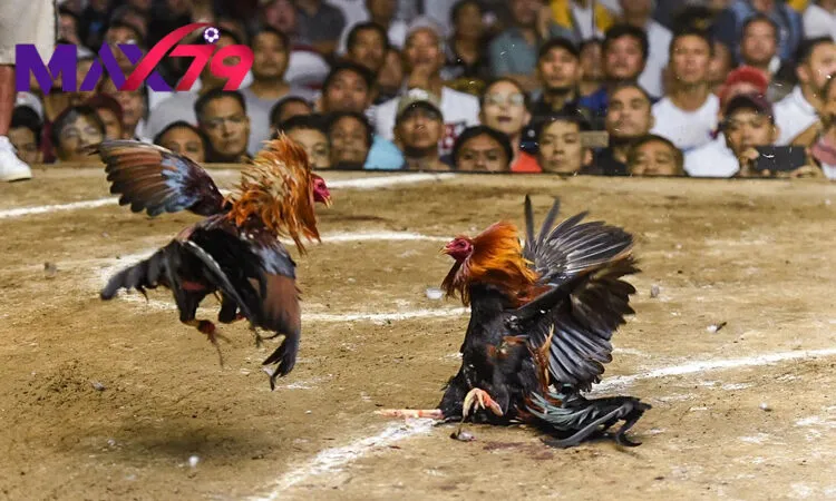 Ưu điểm nổi bật của đá gà trọi