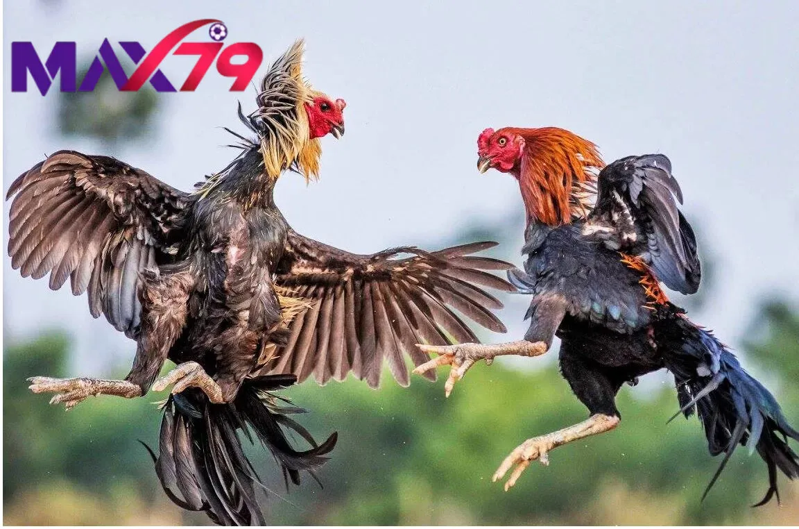 Kinh nghiệm khi chơi đá gà trọi